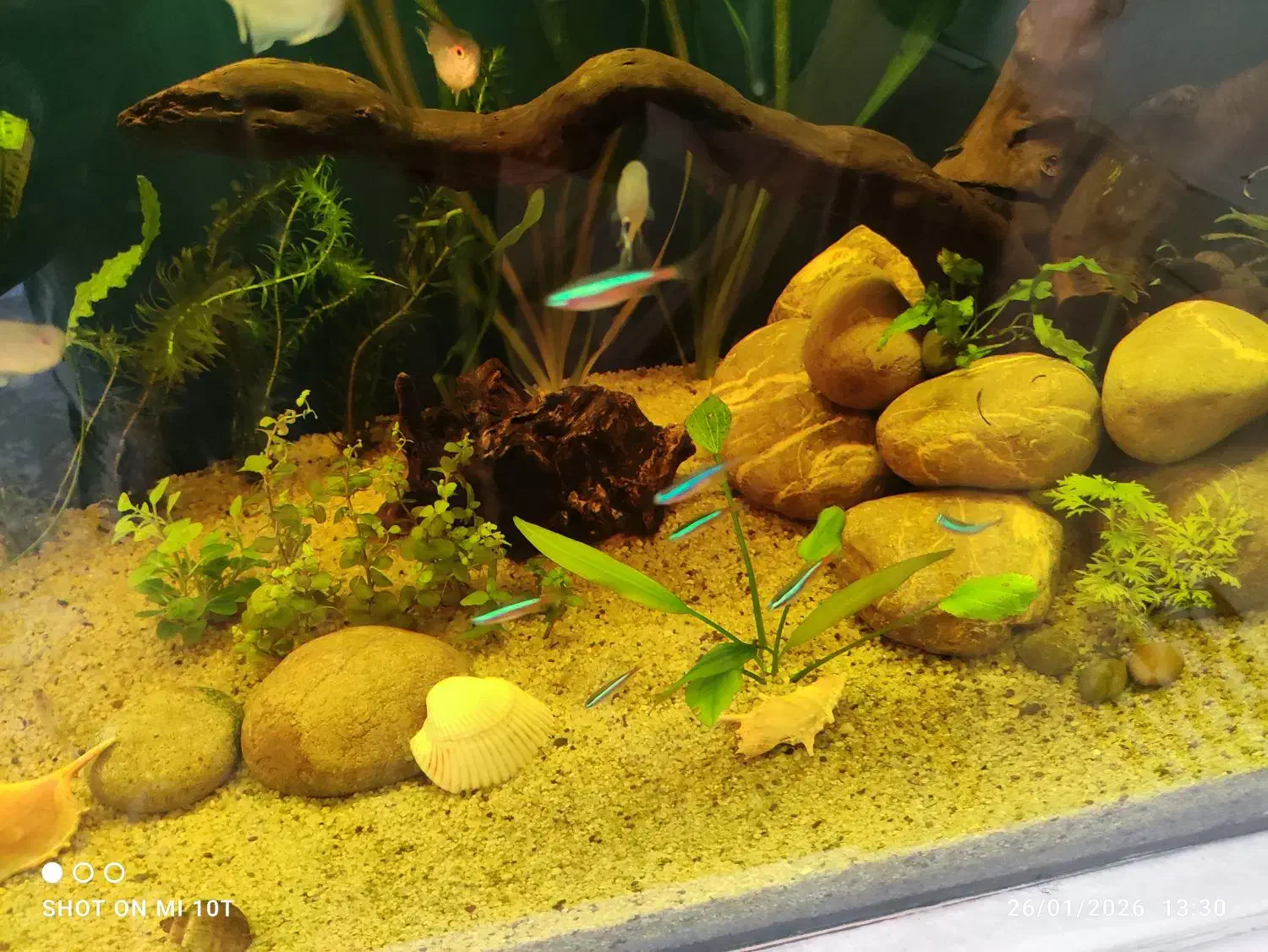 حلزون و تترا|ماهی|بجنورد, |دیوار