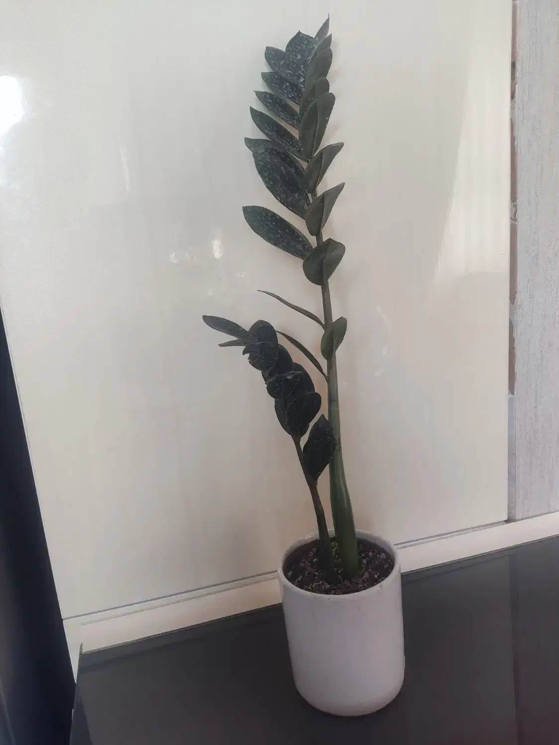 گل طبیعی|گل و گیاه طبیعی|قم, الغدیر|دیوار