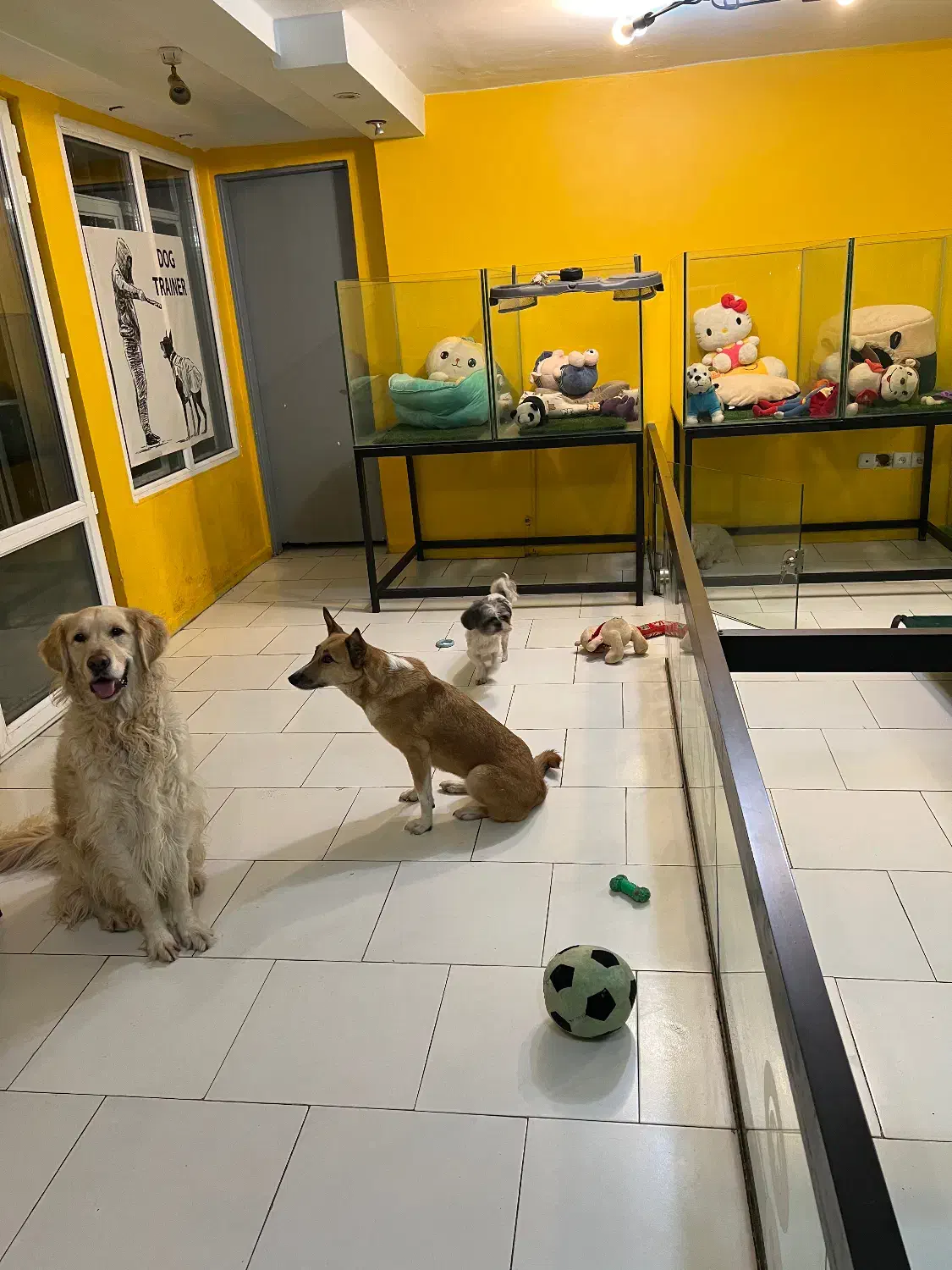 هتل پانسیون سگها شرق و شمال شرق|خدمات پیشه و مهارت|تهران, سوهانک|دیوار