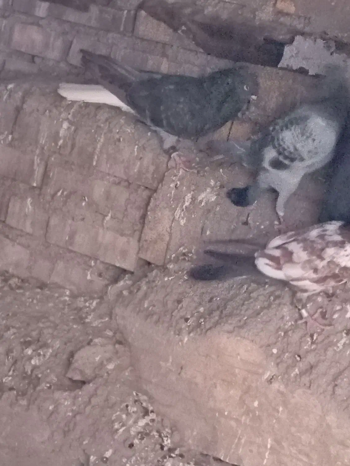 پرنده|پرنده|سوسنگرد, |دیوار