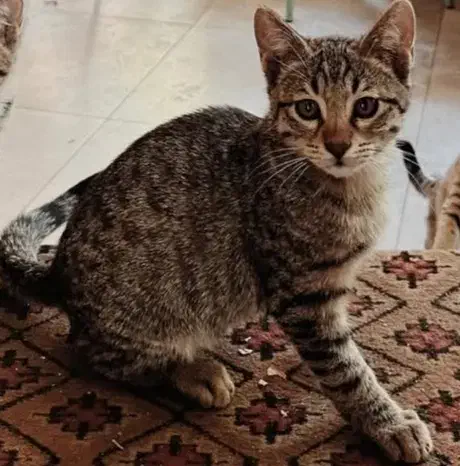 واگذاری رایگان بچه گربه|گربه|تهران, درکه|دیوار