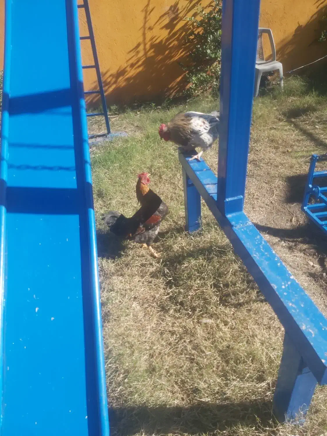 خروس محلی  جوان  دو نیم کیلو  به بالا  ۱تومن|حیوانات مزرعه|قائم‌شهر, |دیوار