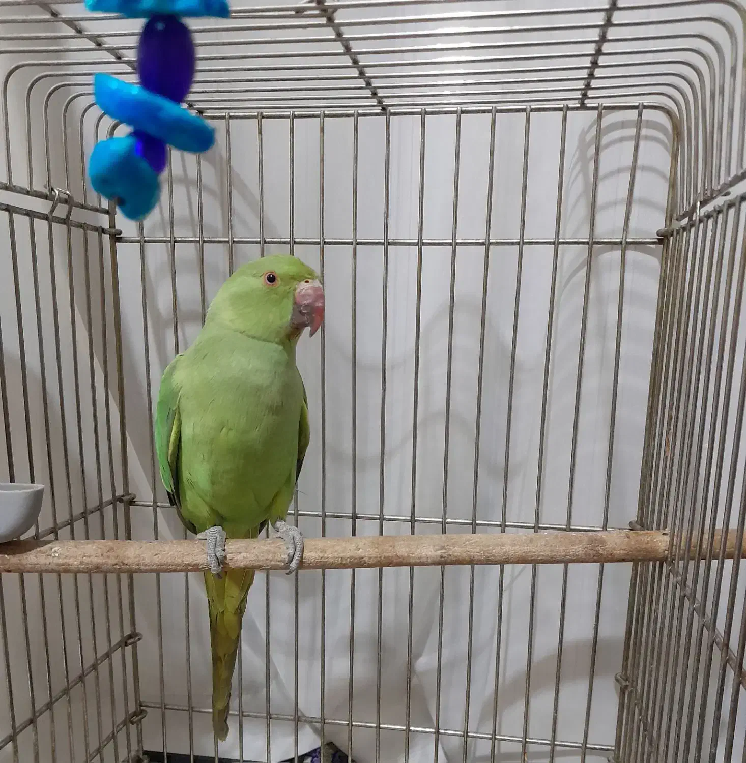 ملنگو|پرنده|گلبهار, شهر جدید گلبهار|دیوار