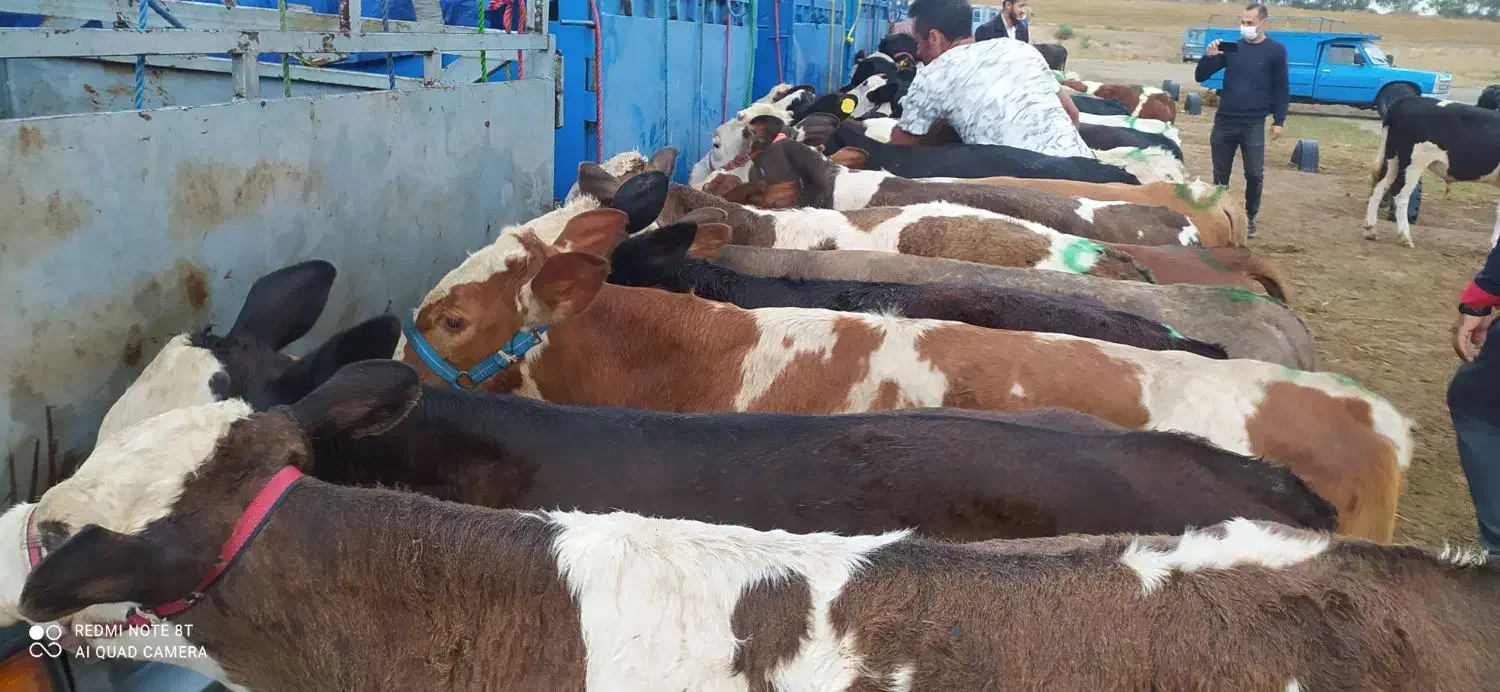 گوساله سمینتال هلشتاین|حیوانات مزرعه|بندر ترکمن, |دیوار