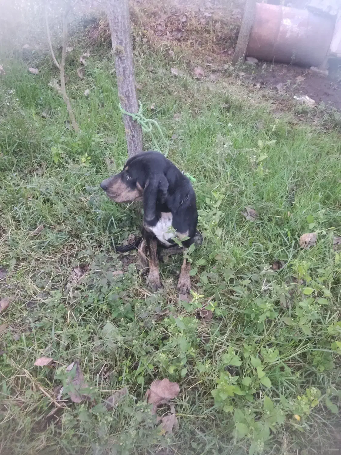 سگ ماده شکاری پوینتر املش|سگ|املش, |دیوار