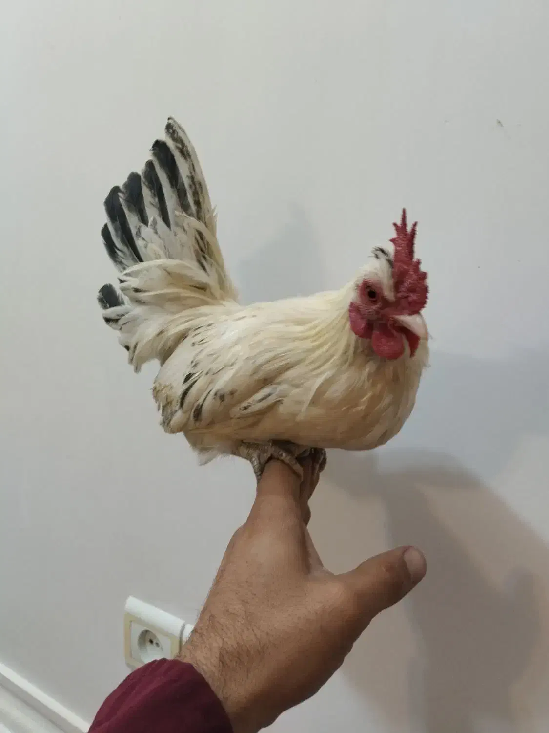 خروس مینیاتوری|حیوانات مزرعه|شهرضا, |دیوار