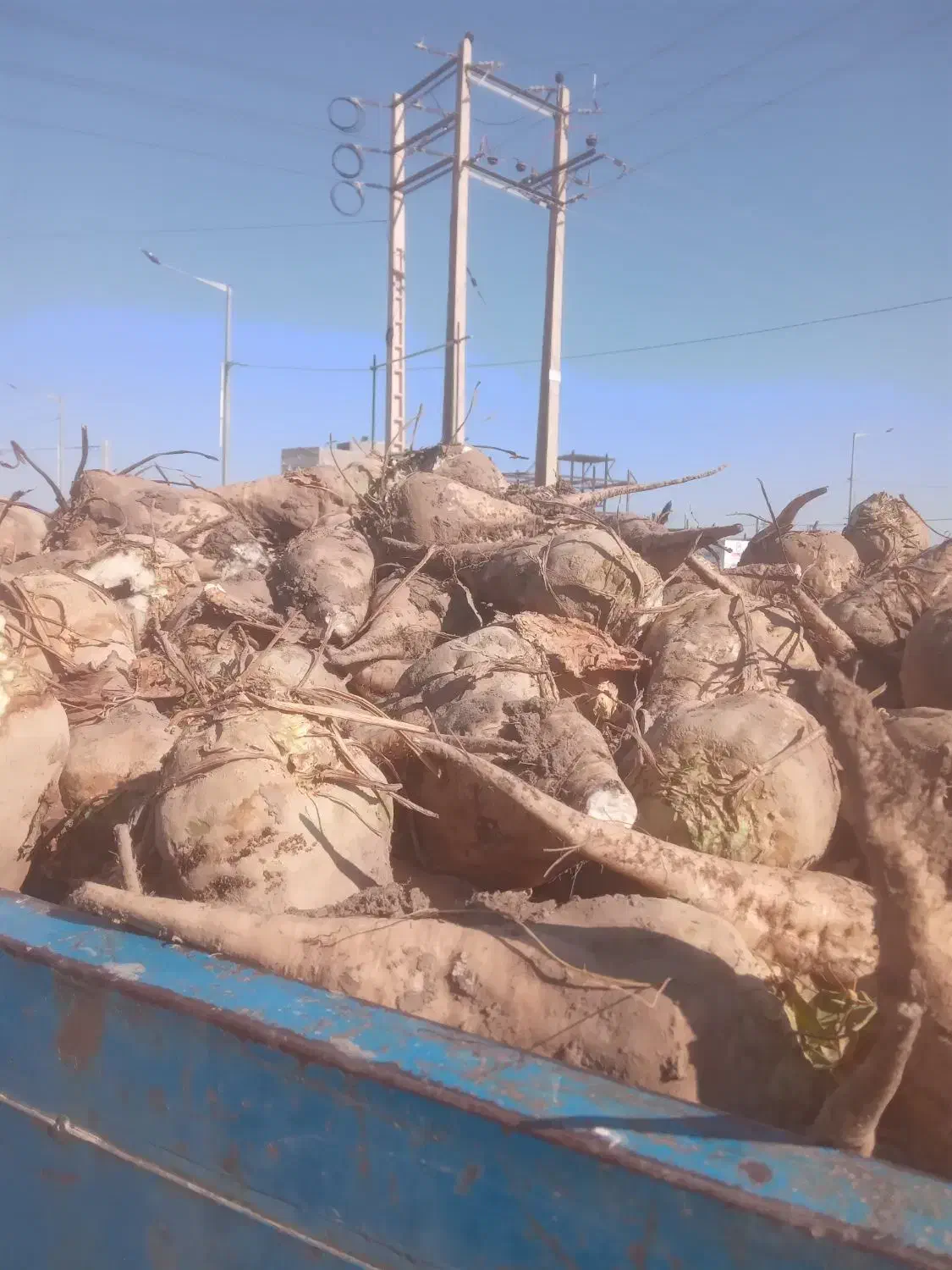 چغندر جوین|لوازم جانبی حیوانات|عطاملک, |دیوار