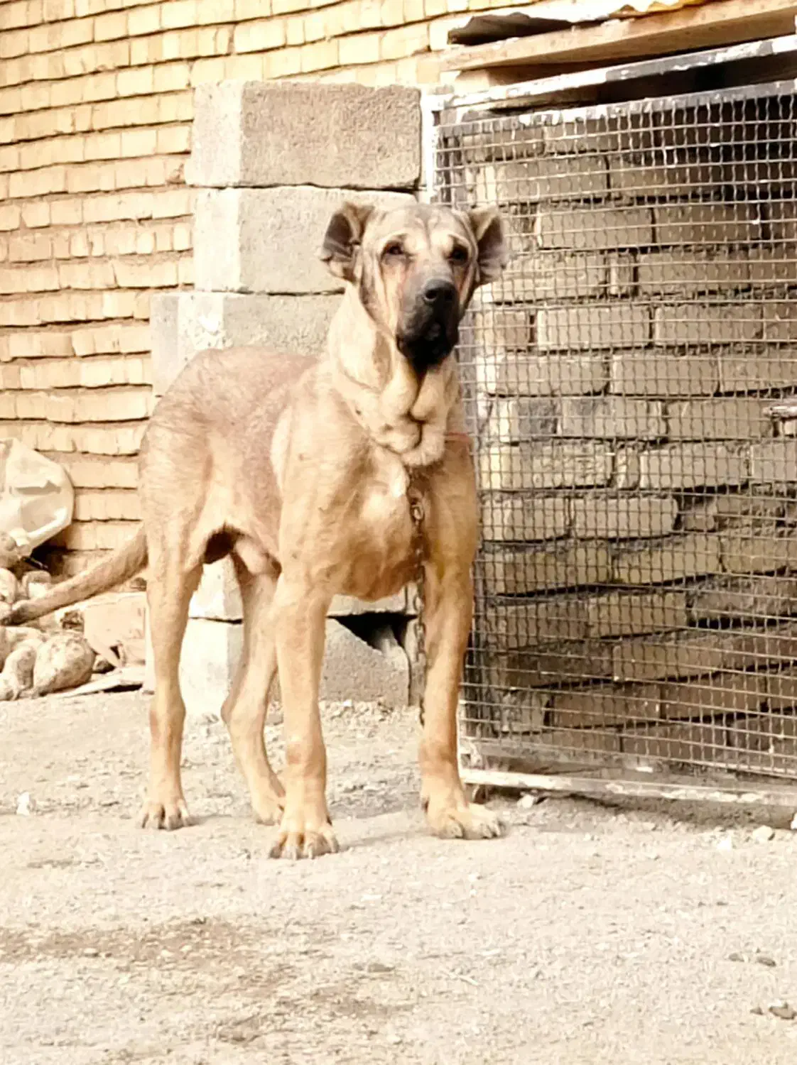 سگ سرابی.خالص نصل بزسرخاب|سگ|ملایر, |دیوار