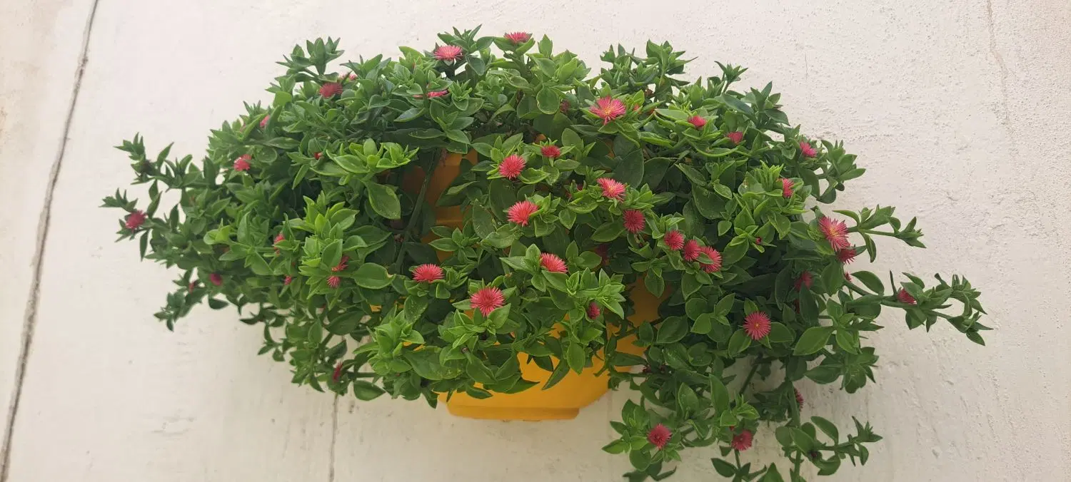 گل یخ طبیعی|گل و گیاه طبیعی|مشهد, دریادل|دیوار