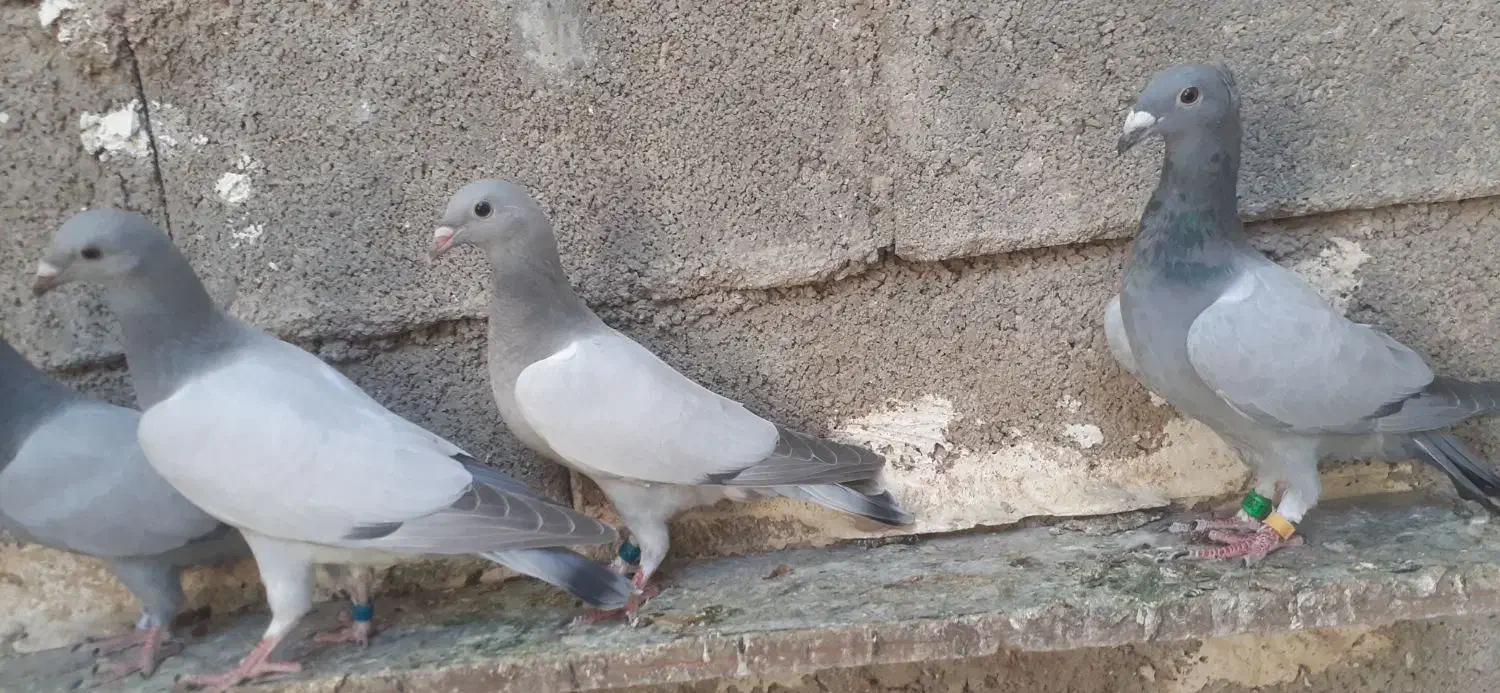 فروش کبوتران بی خط|پرنده|کوه چنار, |دیوار