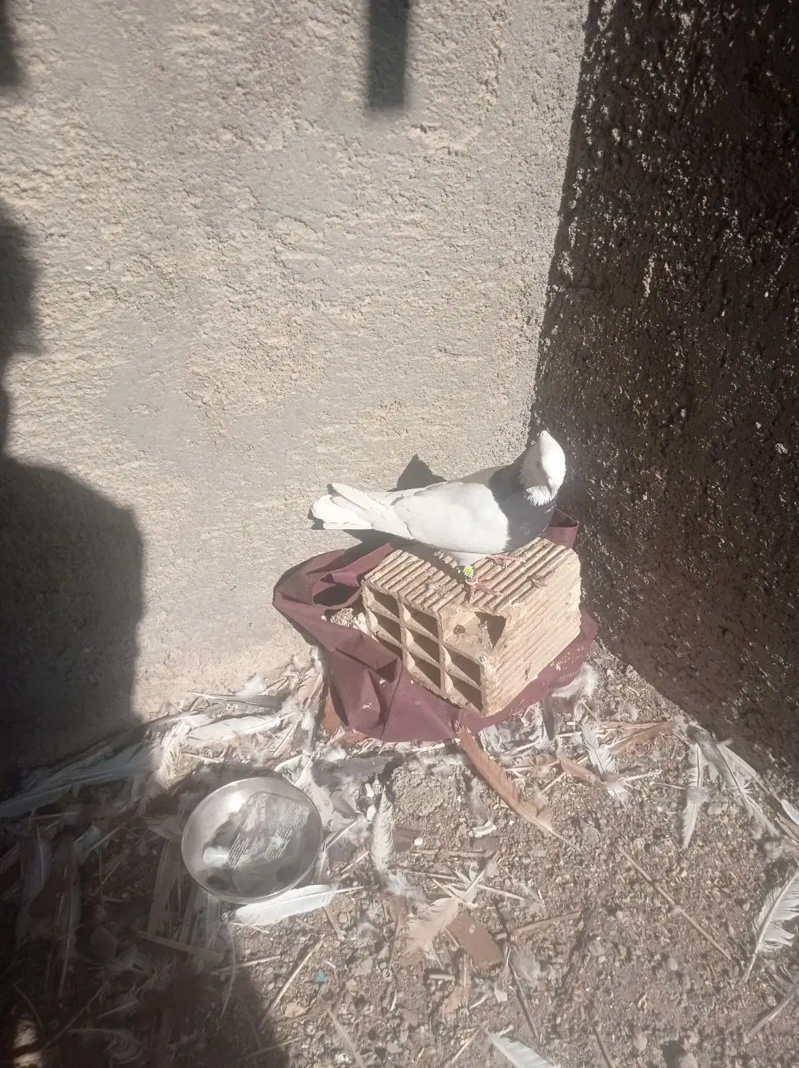 پرنده|پرنده|شوشتر, |دیوار