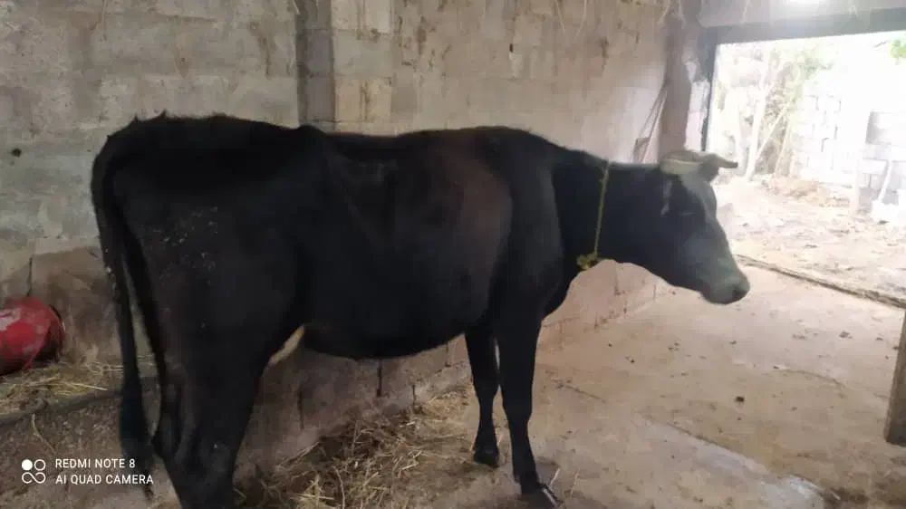 گاو دورگه با گوساله|حیوانات مزرعه|خمام, |دیوار