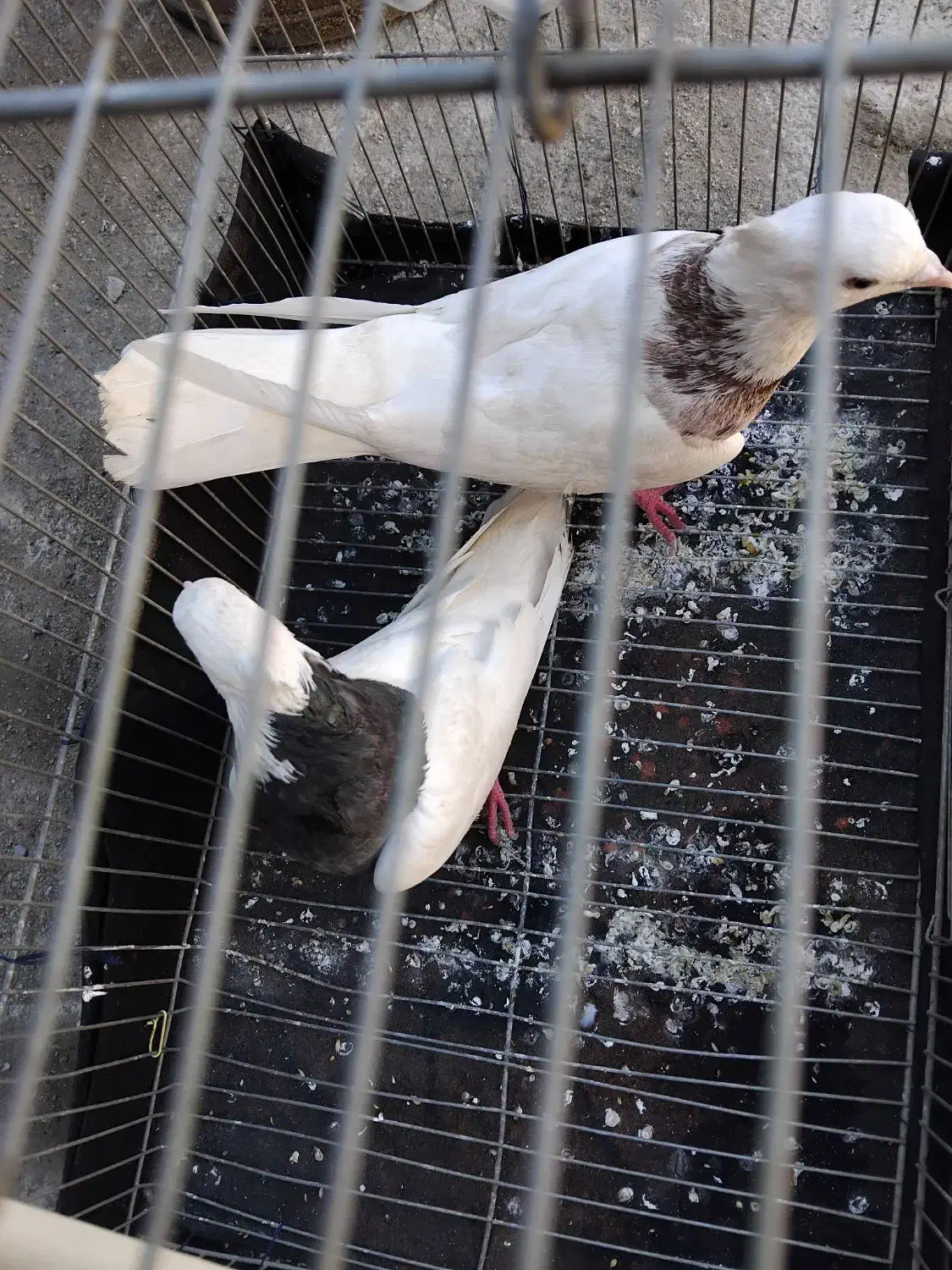 یکجفت طوقی|کنسول، بازی ویدئویی و آنلاین|ایذه, |دیوار