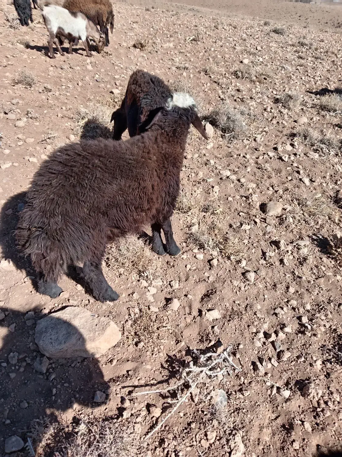 بره نر افشار ی|حیوانات مزرعه|داران, |دیوار