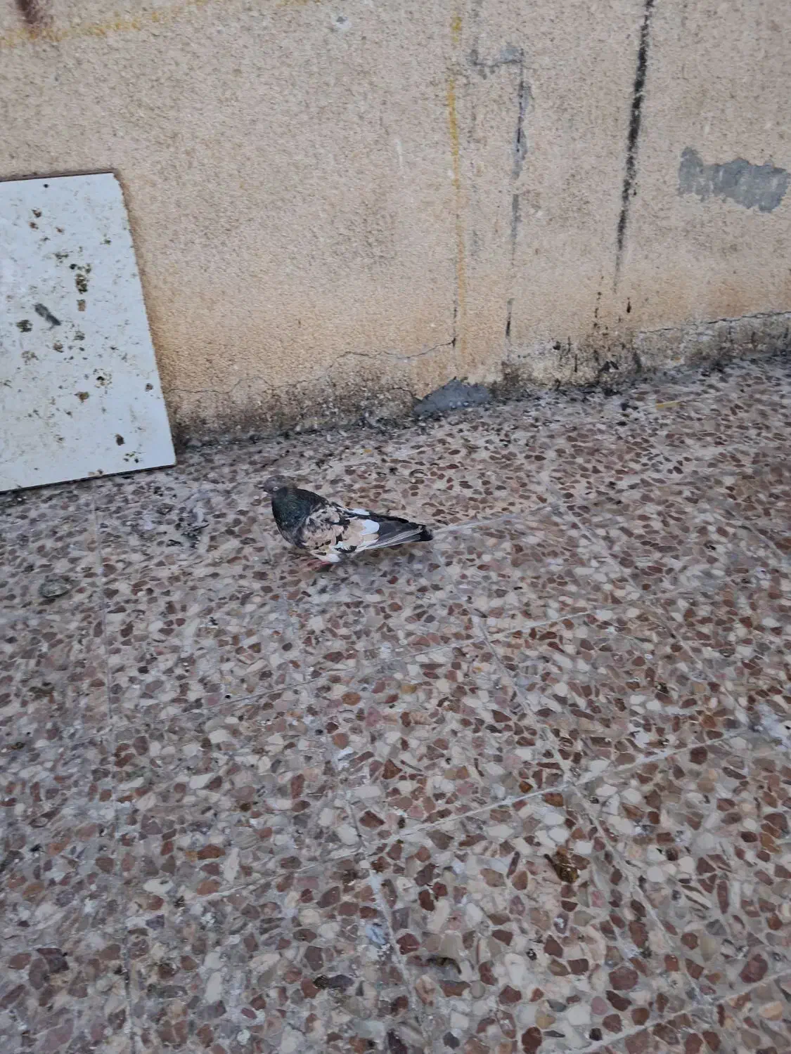 پرنده کله ای ارتشی ....|پرنده|ایذه, |دیوار