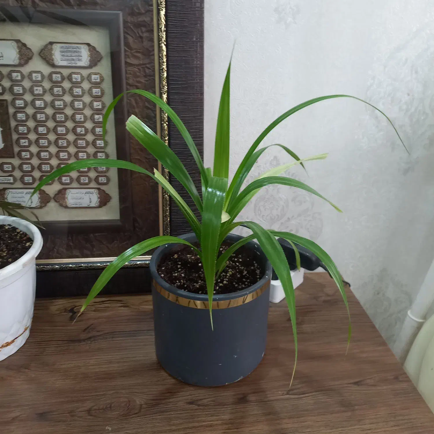 گل طبیعی پاندانوس|گل و گیاه طبیعی|کرج, بنیاد|دیوار