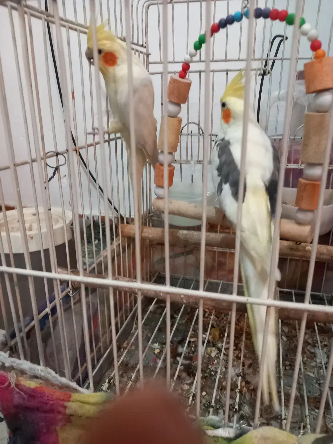 عروس هلندی مولد|پرنده|چهارباغ, |دیوار