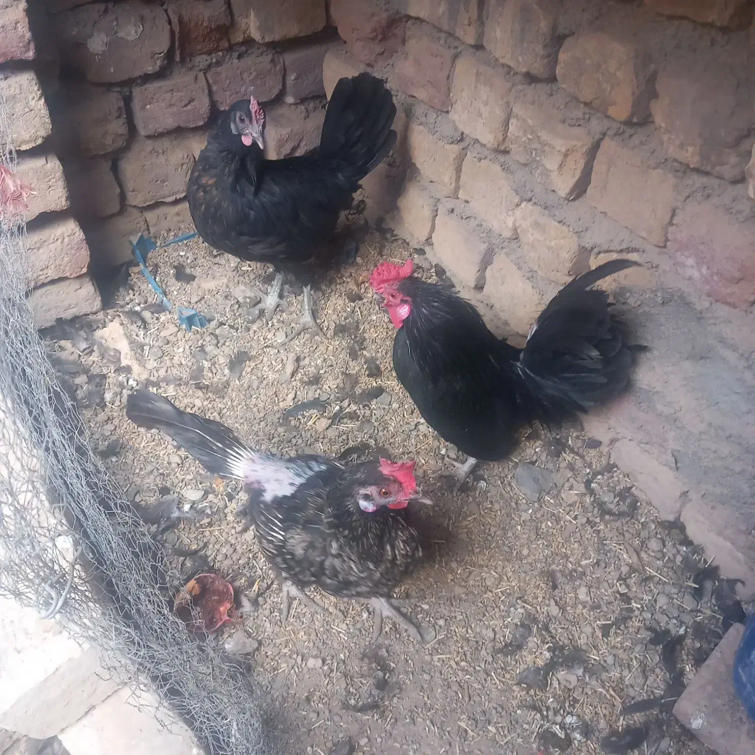 مرغ و خروس|حیوانات مزرعه|ساوه, |دیوار