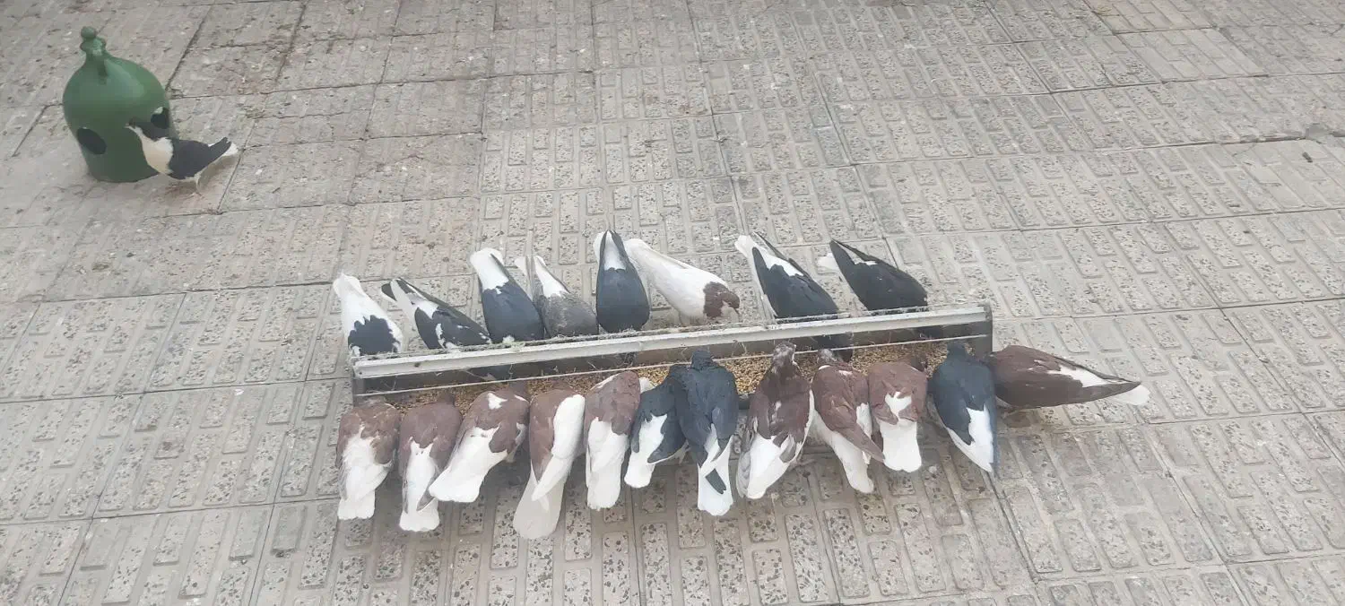 سیاهپوش|پرنده|قزوین, |دیوار