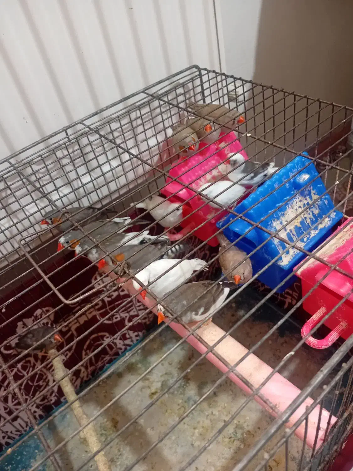 فنچ|پرنده|اراک, |دیوار