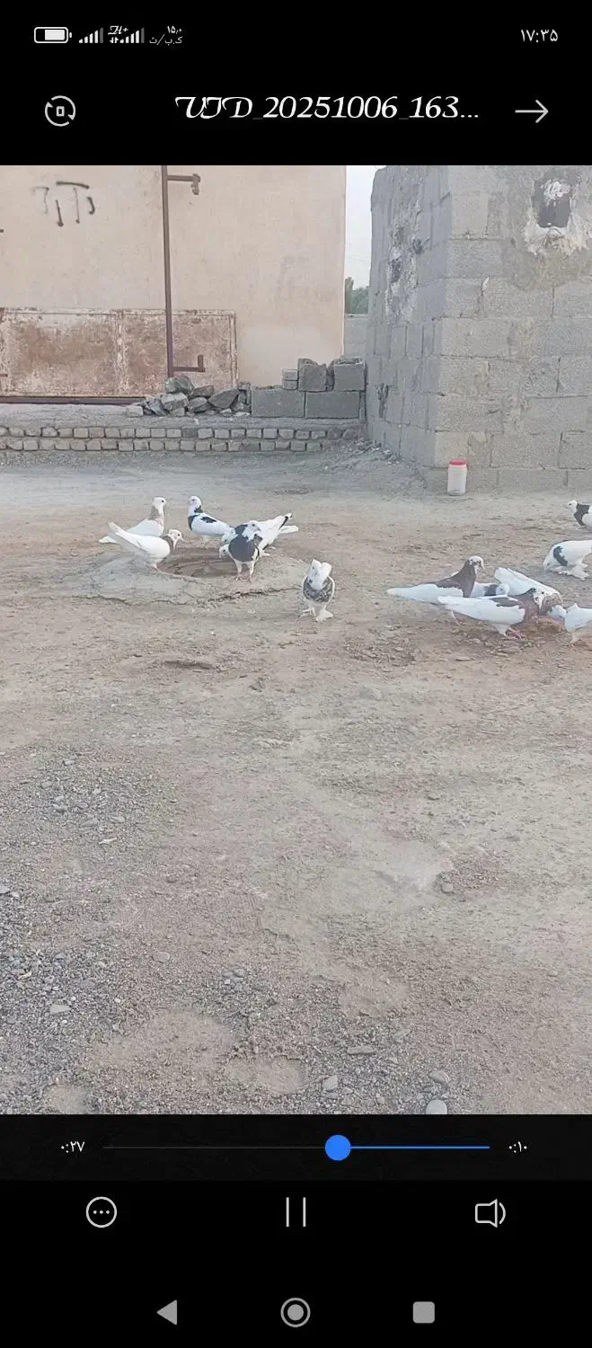 کبوتر طوقی|پرنده|هیدوچ, |دیوار