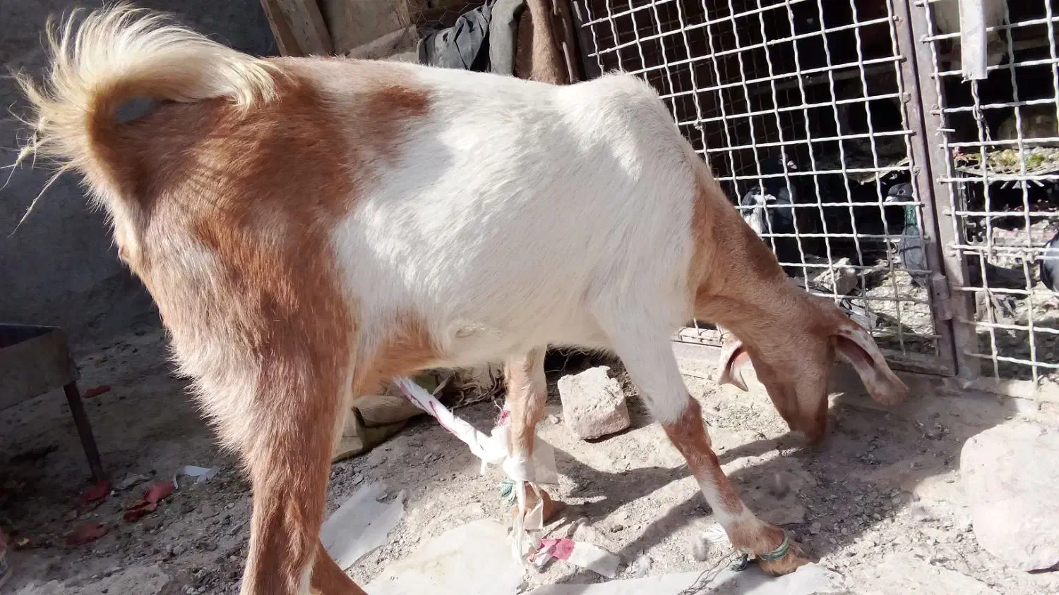 بزچینی معاوضه با گاری|حیوانات مزرعه|زاهدان, |دیوار