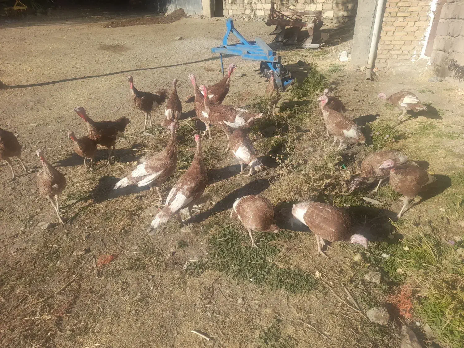 بوقلمون|حیوانات مزرعه|چهاردولی, |دیوار