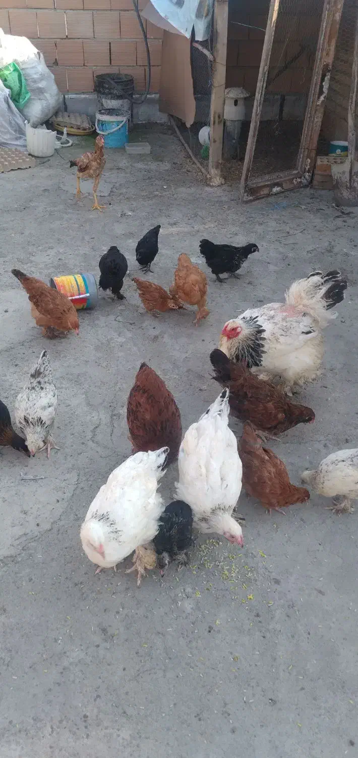 مرغ خروس و جوجه توضیحات خونده شود|حیوانات مزرعه|گرگان, |دیوار