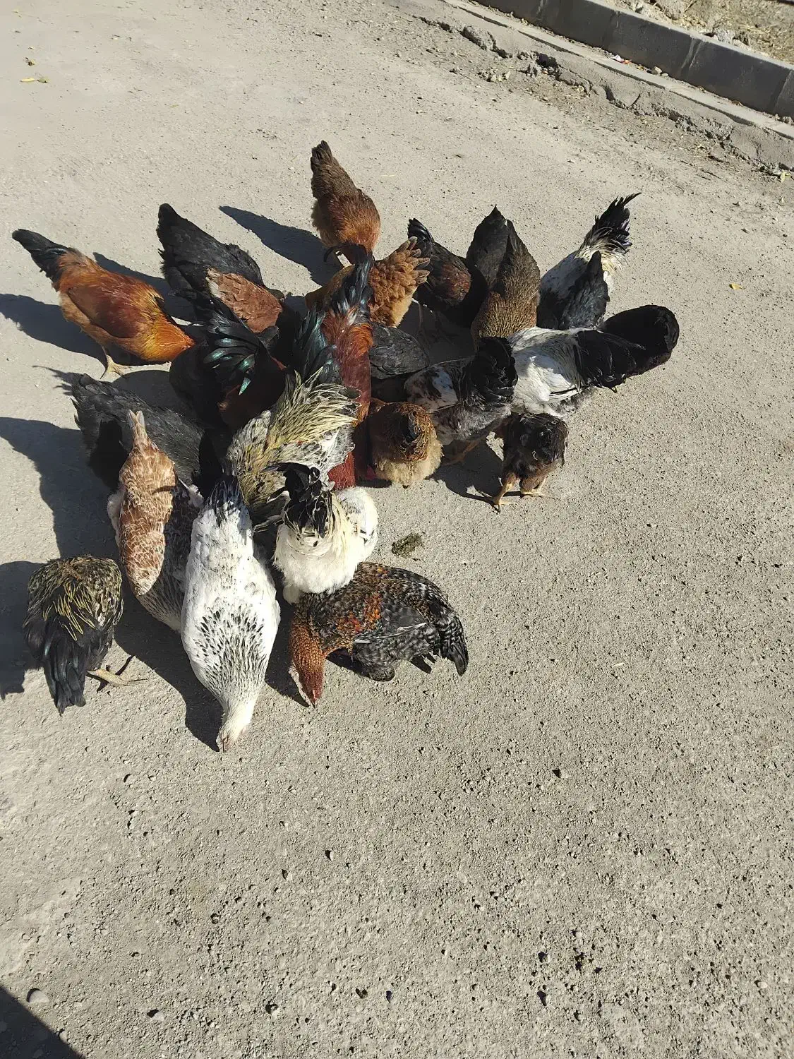 مرغ و خروس|حیوانات مزرعه|انگوران, |دیوار