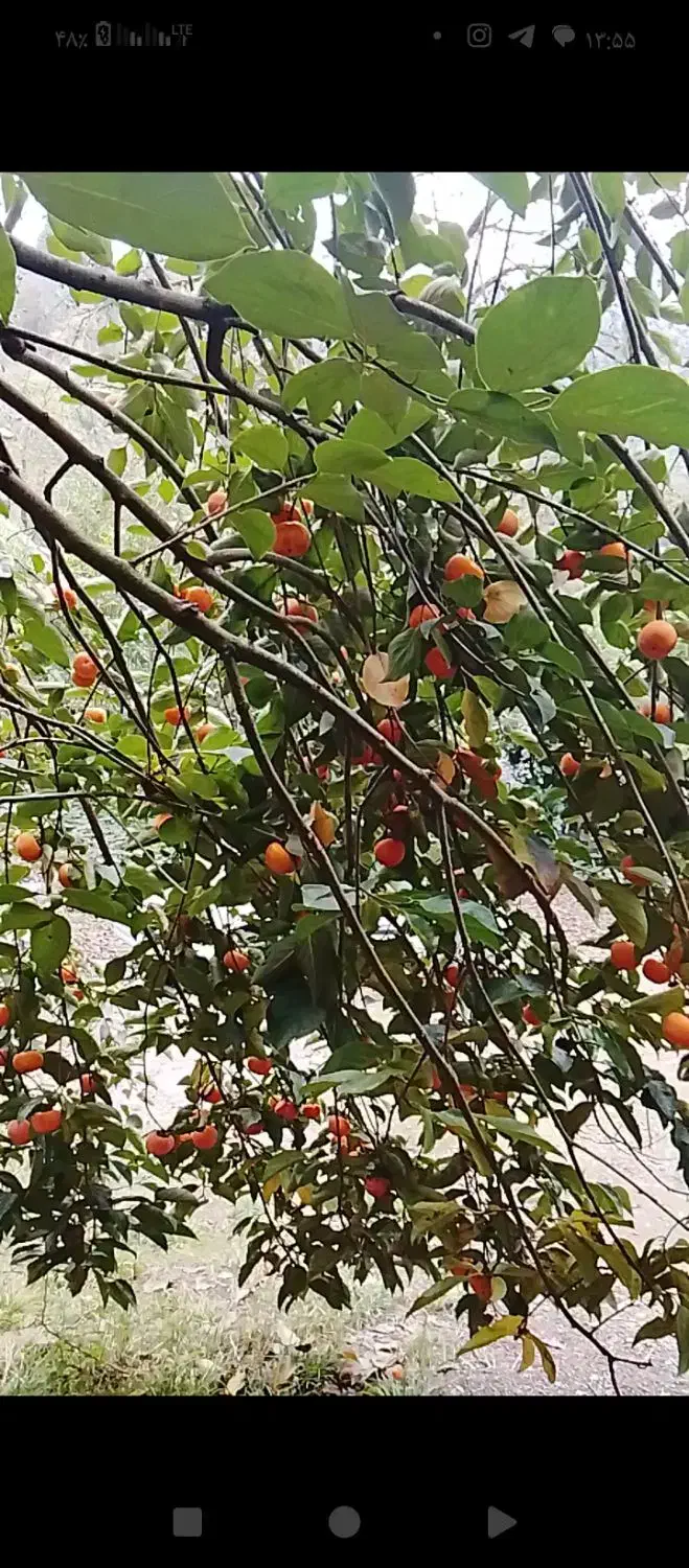 خرمالو محلی سالم|عمدهفروشی|احمدسرگوراب, |دیوار