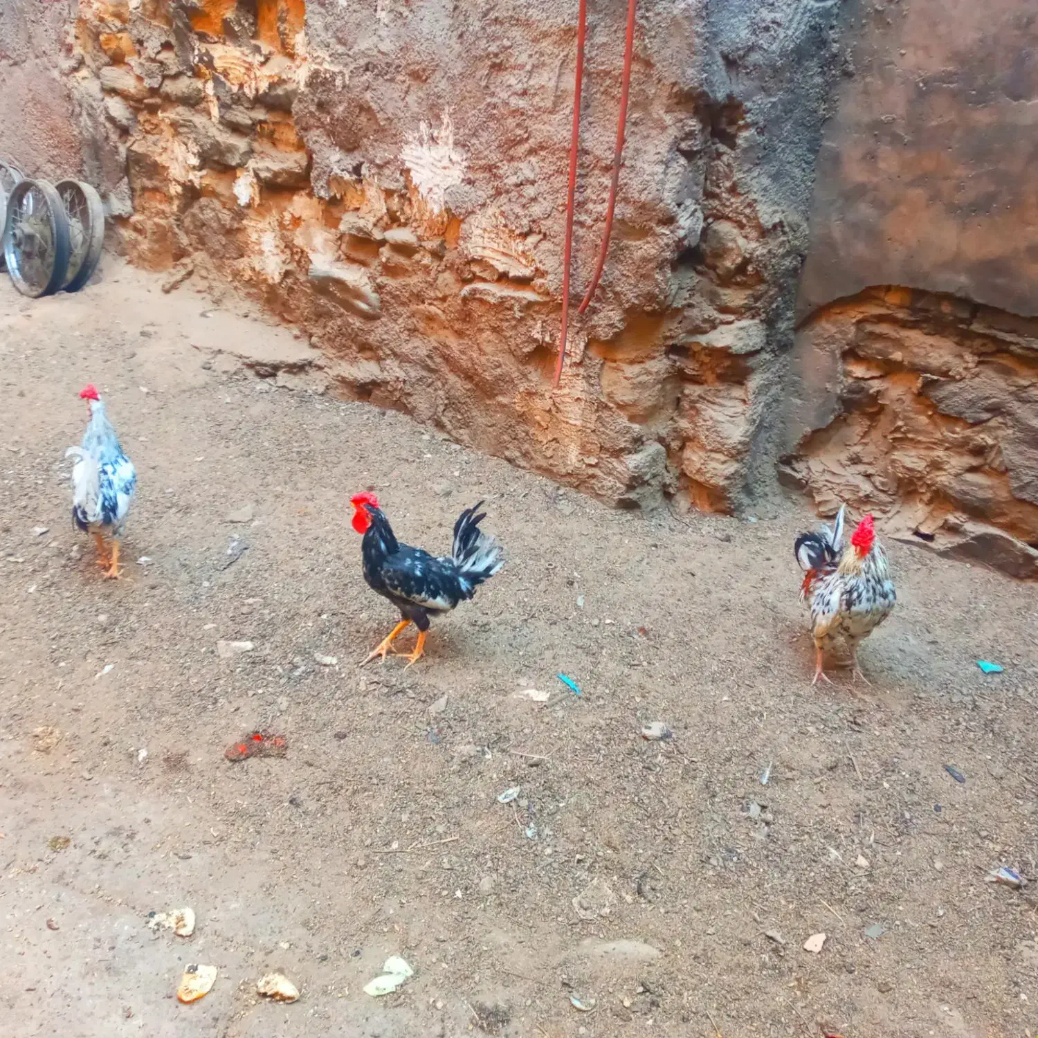 خروس گلین اصل|حیوانات مزرعه|شوشتر, |دیوار