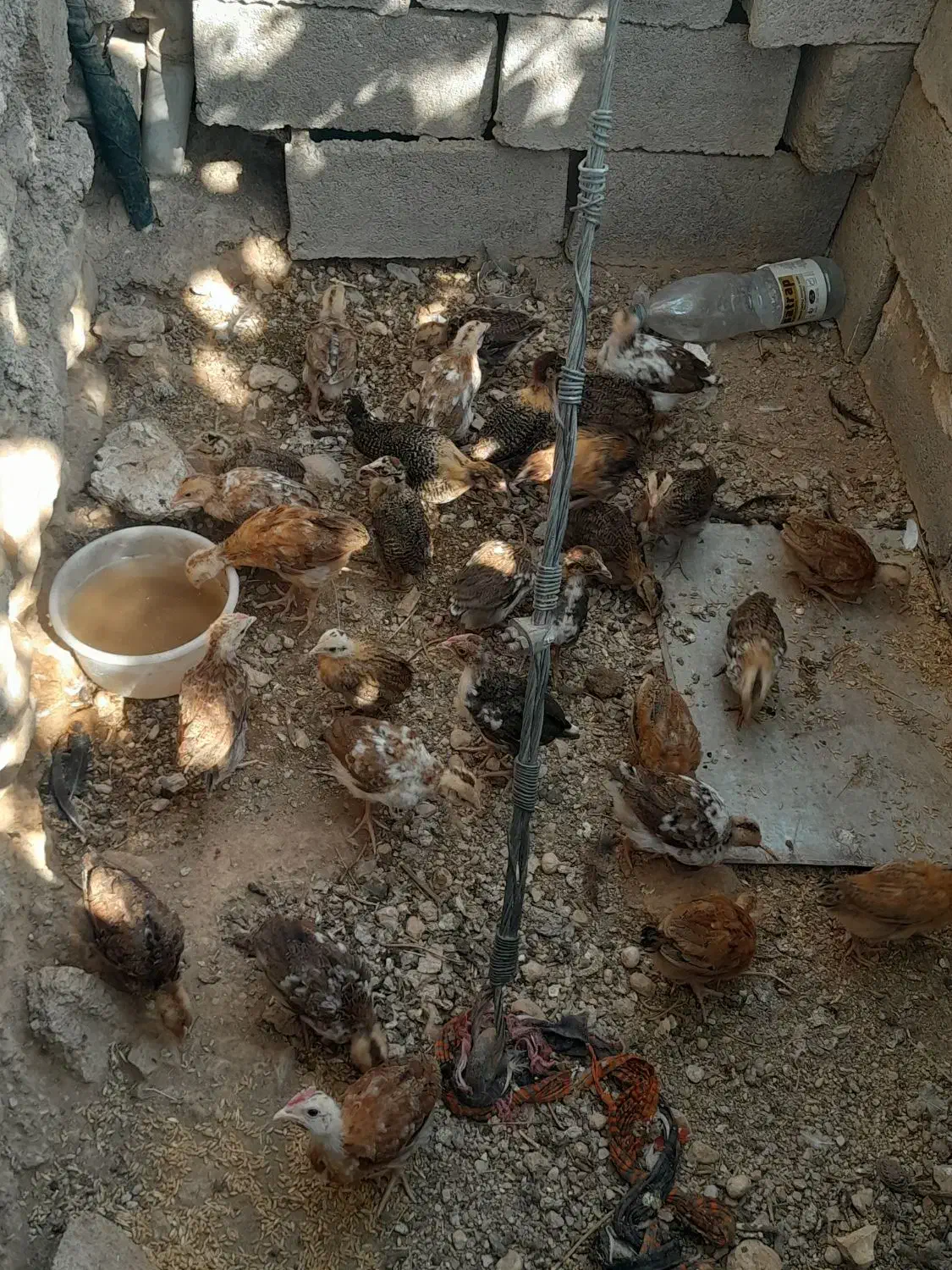 فروش تیله محلی|حیوانات مزرعه|لنده, |دیوار