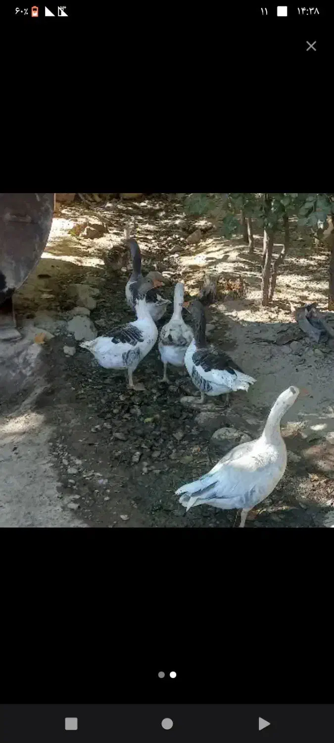 غاز|حیوانات مزرعه|خمین, |دیوار