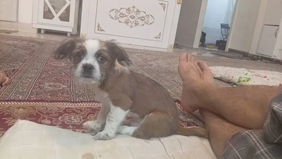 شیتزو تریر|سگ|مشهد, توس (بلوار توس)|دیوار