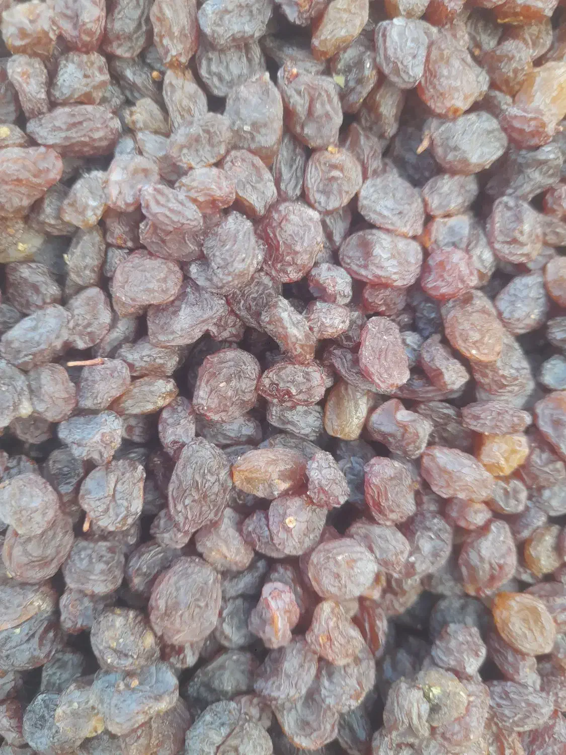 کشمش بیدانه افتابی پلوی|خوردنی و آشامیدنی|رودسر, |دیوار