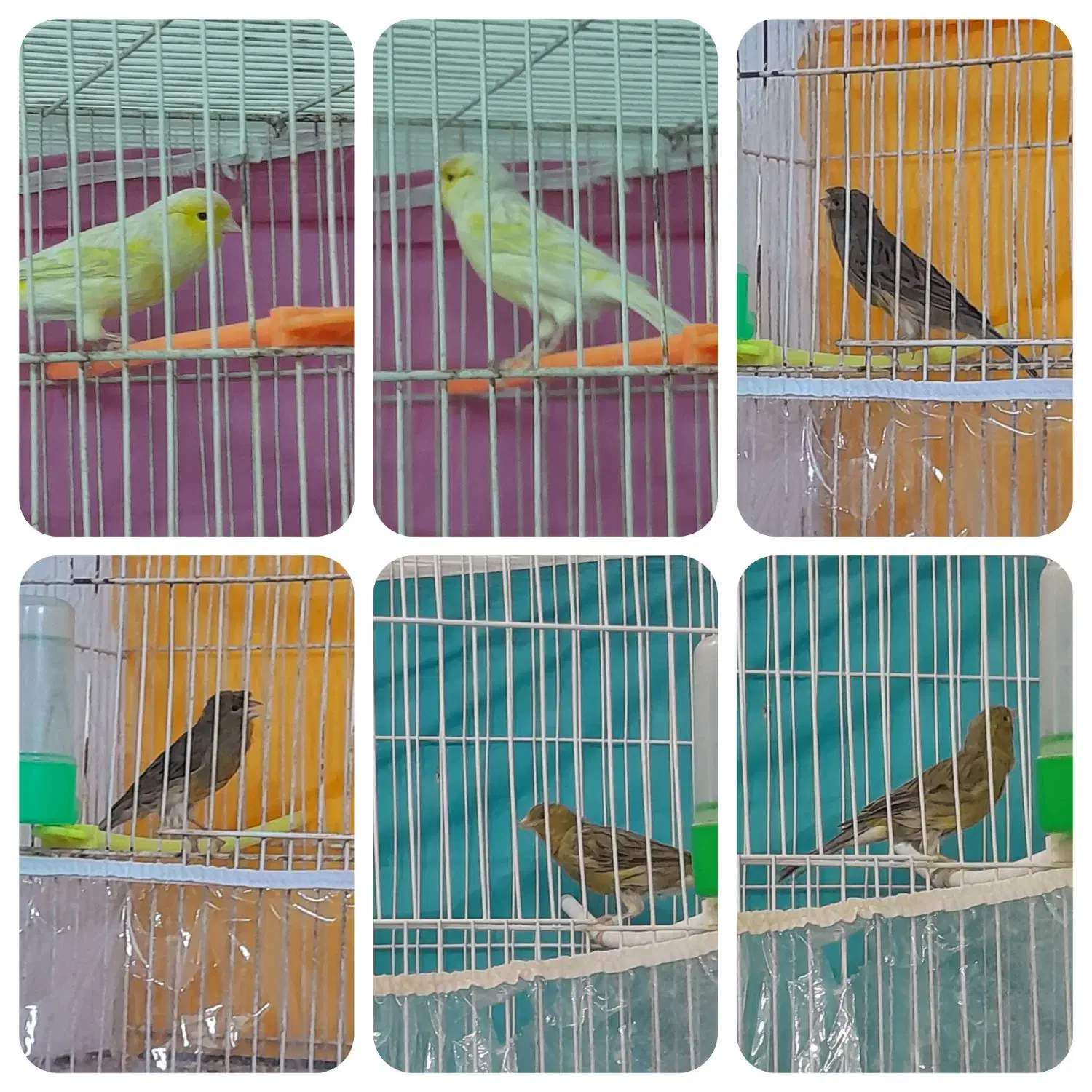 سه تا قناری مست شلاغی شبانه روزی|پرنده|مشهد, شهرک امام سجاد|دیوار