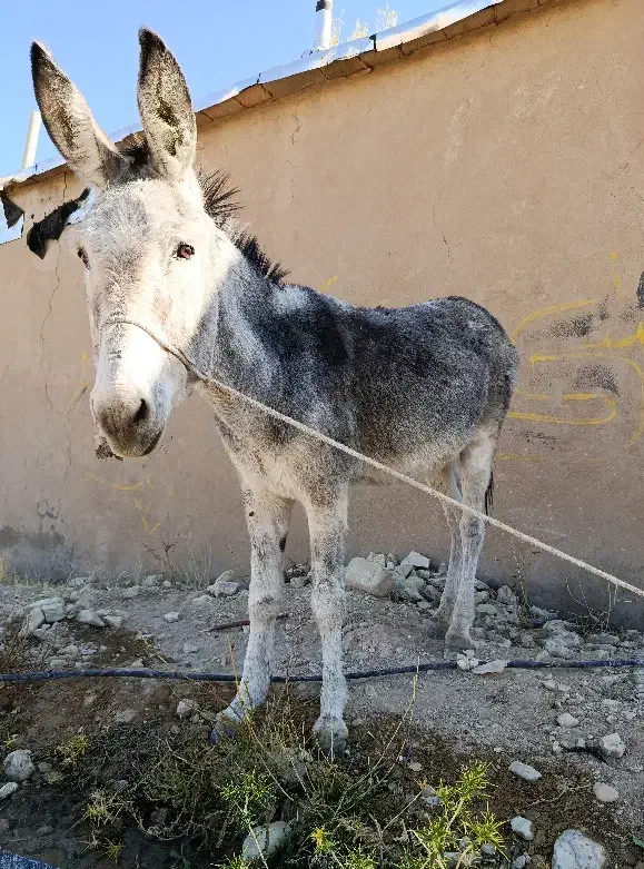 الاغ چهار ساله سواری|حیوانات مزرعه|ارژن, |دیوار