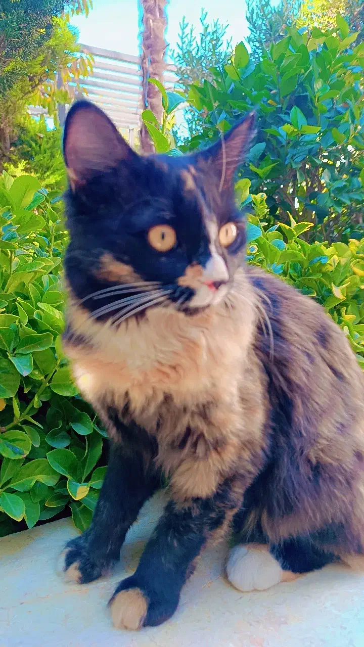 دوعددگربه خونگی خوشگل بازی گوش|گربه|رامجین, |دیوار