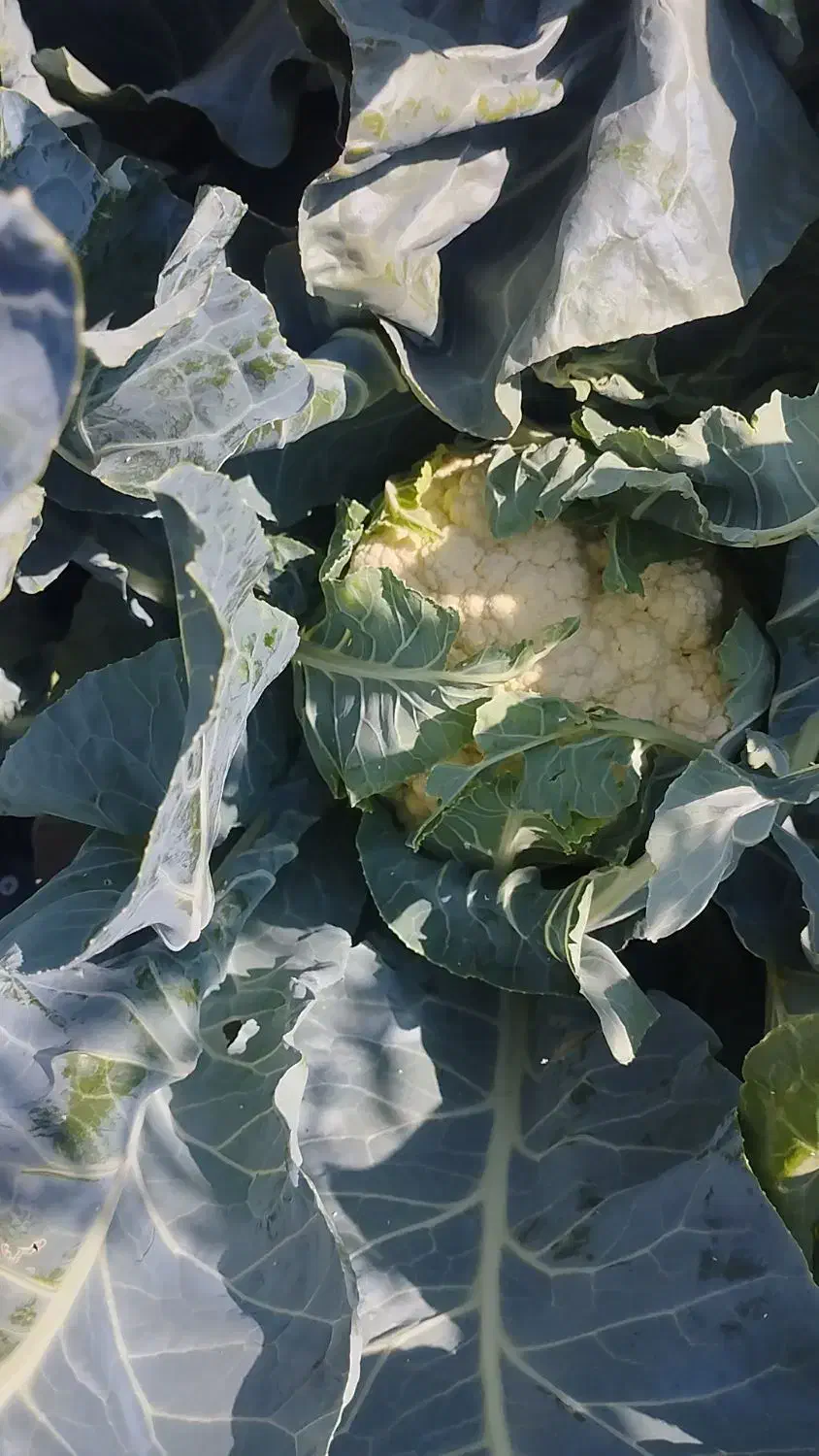 گل کلم|گل و گیاه طبیعی|طسوج, |دیوار