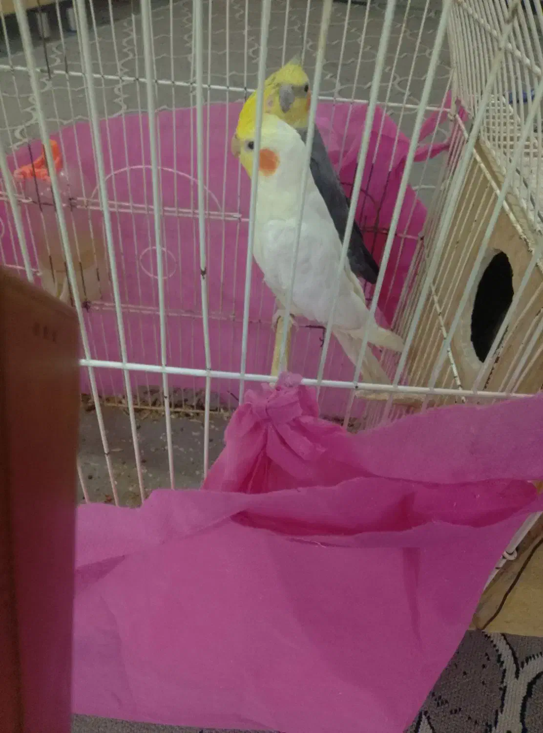 عروس هلندی|پرنده|بم, |دیوار