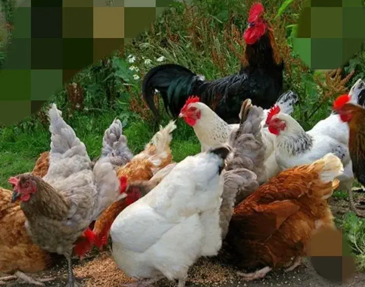 مرغ لاری|حیوانات مزرعه|سراوان, |دیوار