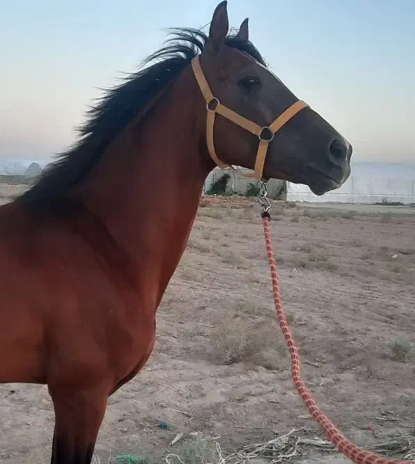 ...ک|اسب و تجهیزات اسب‌سواری|یزد, |دیوار