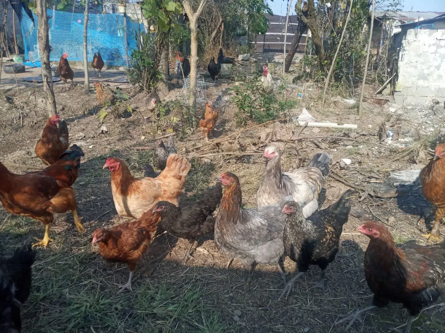 تعدادی مرغ نیمچه|حیوانات مزرعه|رشت, بیجارپس|دیوار