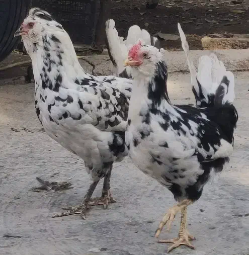 تخم گلین تازه|حیوانات مزرعه|علی‌آباد کتول, |دیوار