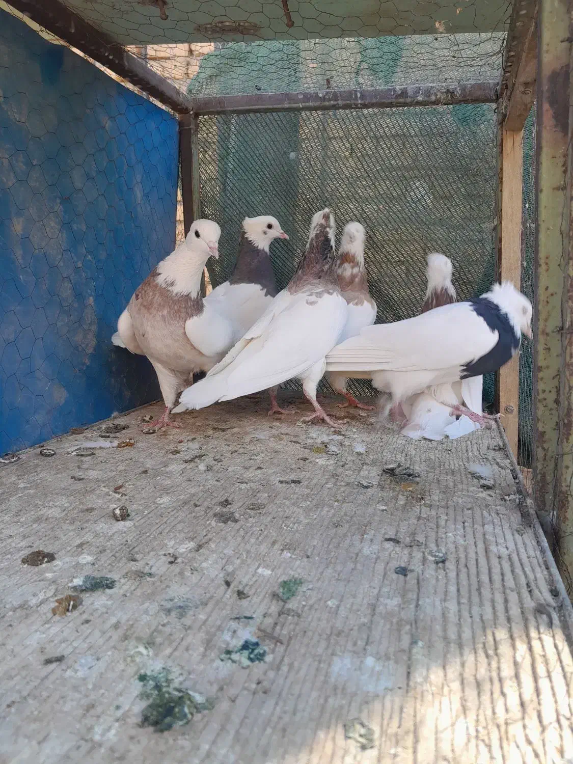کبوتر طوقی|پرنده|شهرضا, |دیوار