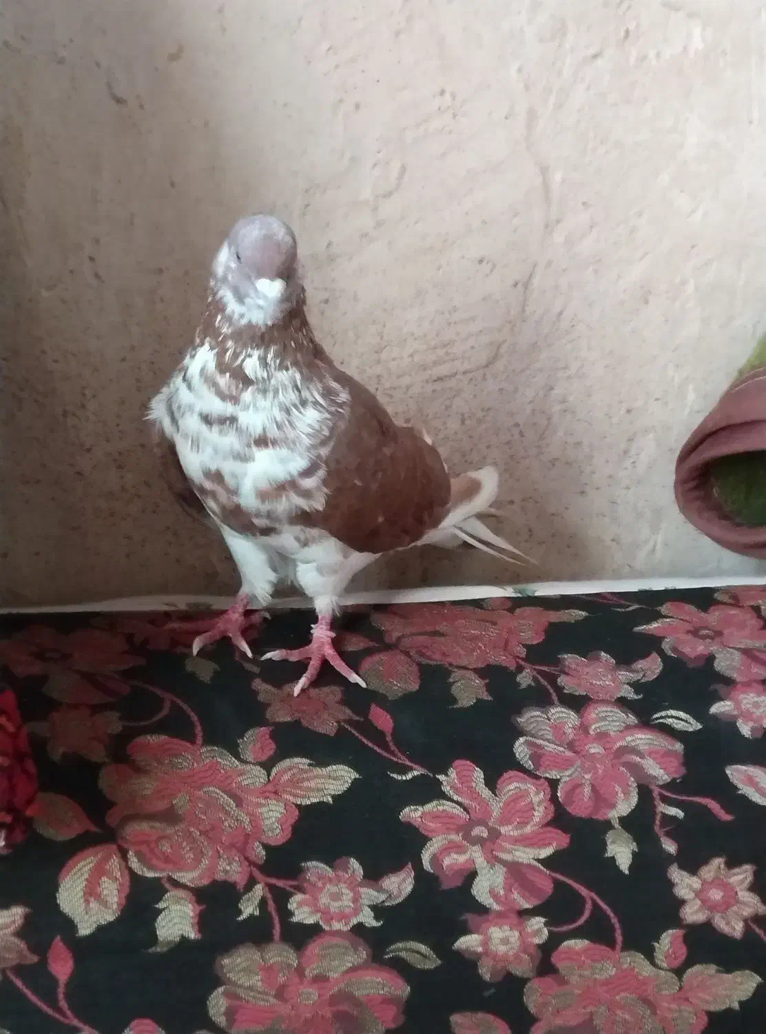 یدونه کبوتر گرگی نر|پرنده|ایواوغلی, |دیوار