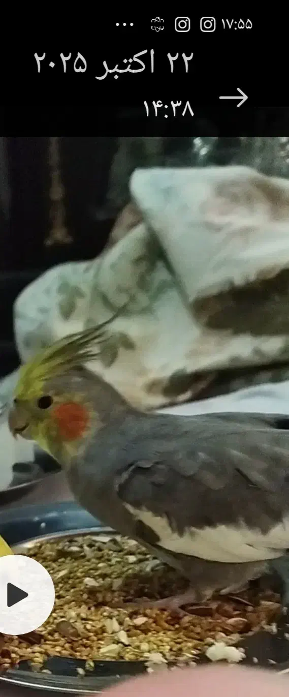 عروس هلندی گمشده|حیوانات|اراک, |دیوار