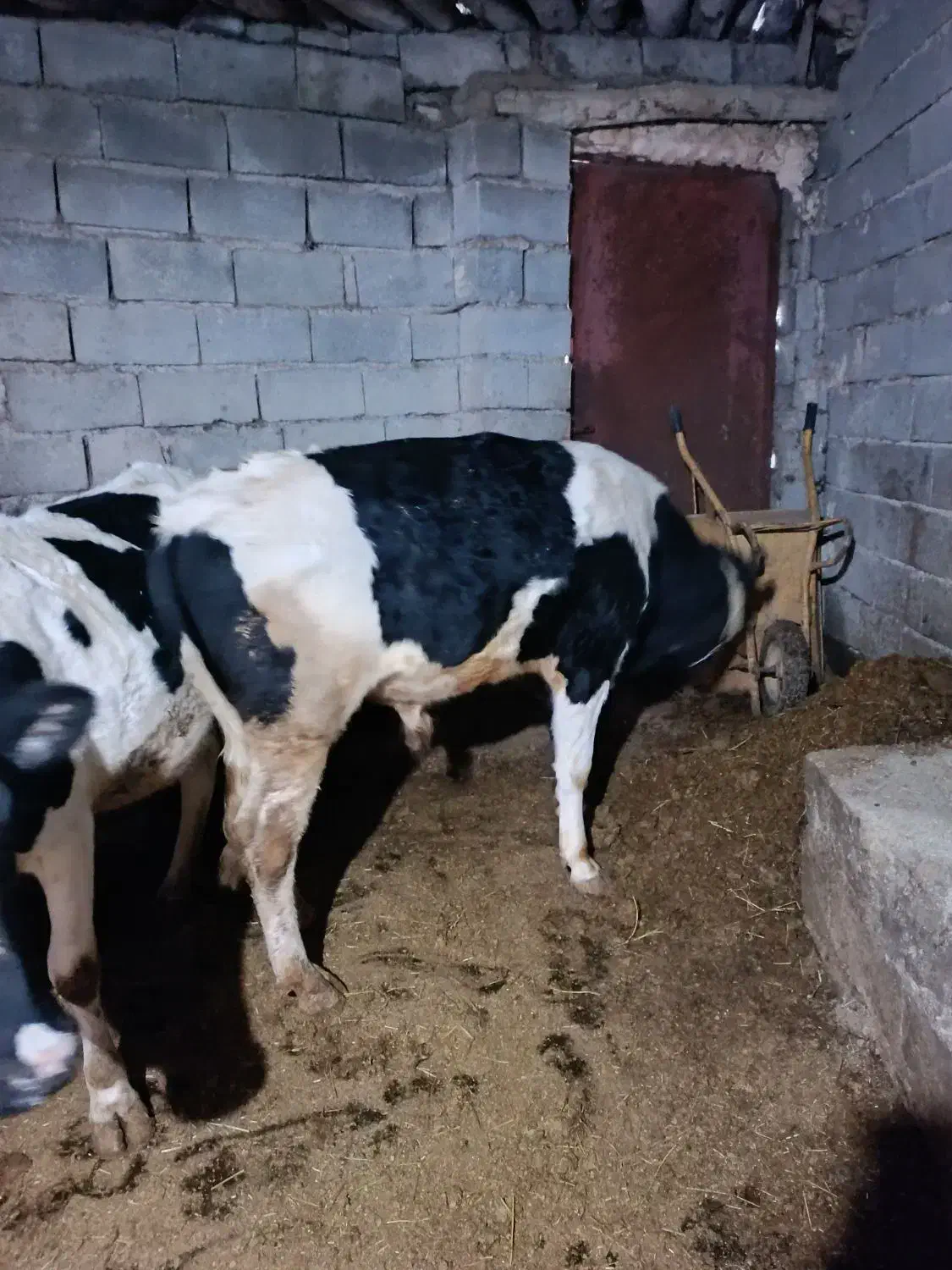 فروش گاو|حیوانات مزرعه|نظر کهریزی, |دیوار