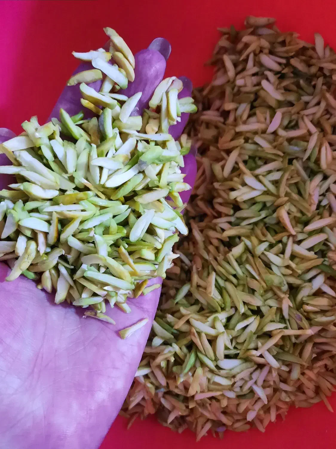 فروش خلال پسته خانگی و خلال بادام اصل|خوردنی و آشامیدنی|لاهیجان, حزین|دیوار