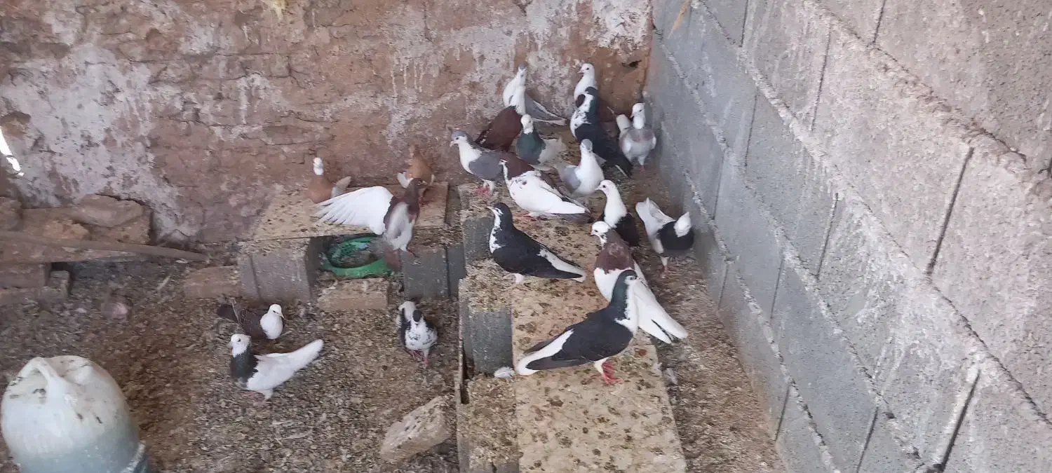 کمتر  عالی|پرنده|داورزن, |دیوار